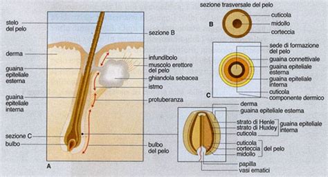 diagramma del follicolo pilifero umano