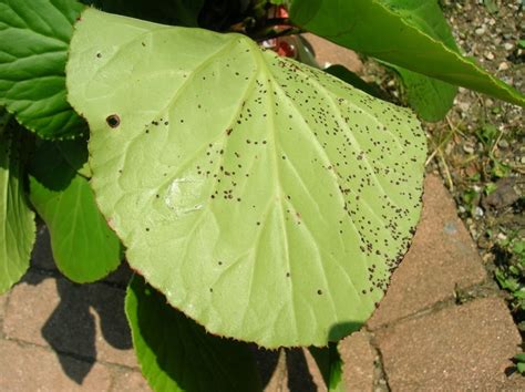 Close-up di foglia di crassula con puntini neri