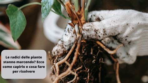 Diagramma delle radici sane rispetto a quelle marce