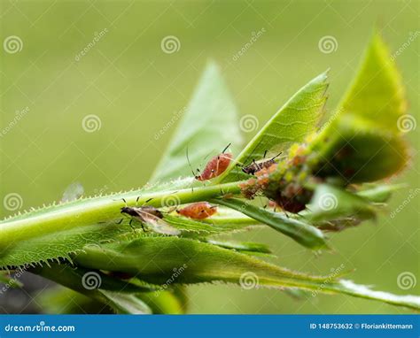 Illustrazione di afidi su una pianta