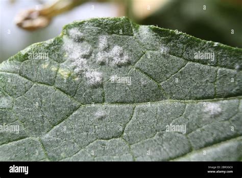 Foglia di pianta grassa con muffa bianca (oidio)