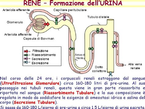 Diagramma che illustra la funzione di filtrazione dei reni