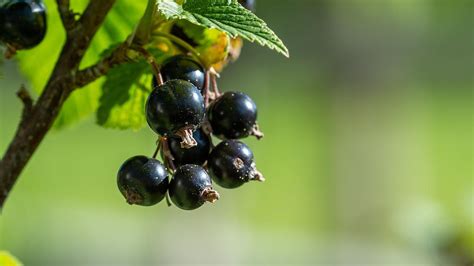 Piante medicinali utilizzate per le allergie: Perilla, Ribes nero, Rosa canina