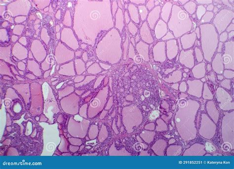 Microscopio che osserva un campione di pelle