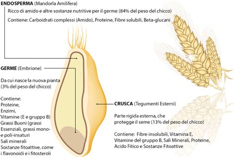 Composizione chimica dell'olio di germe di grano