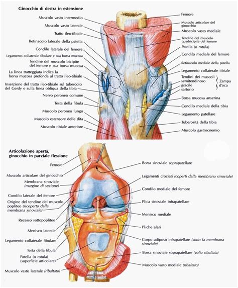Struttura anatomica del ginocchio con evidenziate le borse sierose