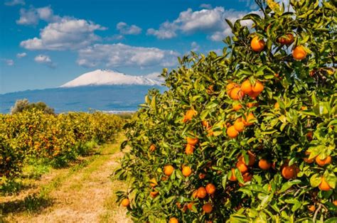 Campo di agrumi in Sicilia
