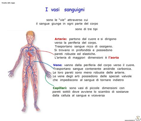 Schema dell'istamina che agisce sui vasi sanguigni e sulle terminazioni nervose