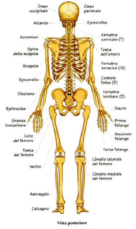 Scheletro umano con evidenziate le ossa che sono più frequentemente sede di metastasi
