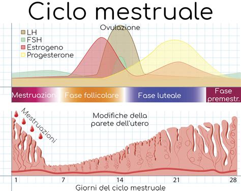 Schema del ciclo ormonale femminile