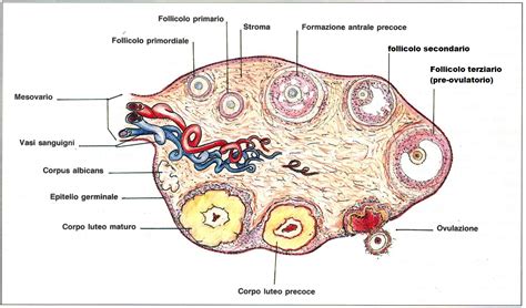 Rappresentazione anatomica delle ovaie e dell'utero