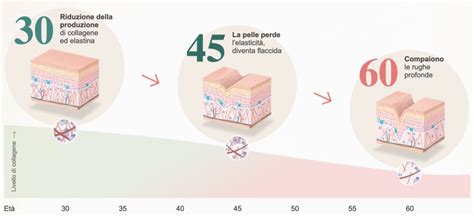 Grafico che mostra la perdita di collagene ed elastina con l'età
