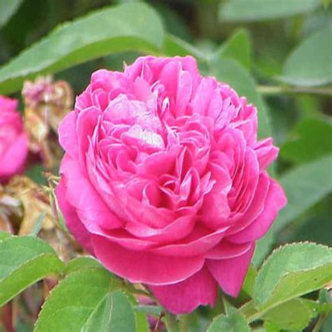 Rosa centifolia in fiore