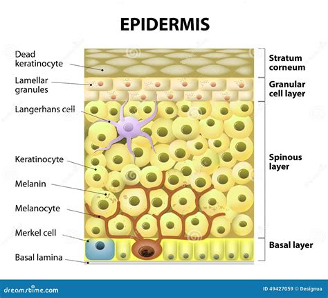 Illustrazione microscopica della spongiosi nell'epidermide