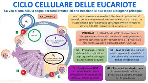 Diagramma del ciclo di vita delle cellule della pelle