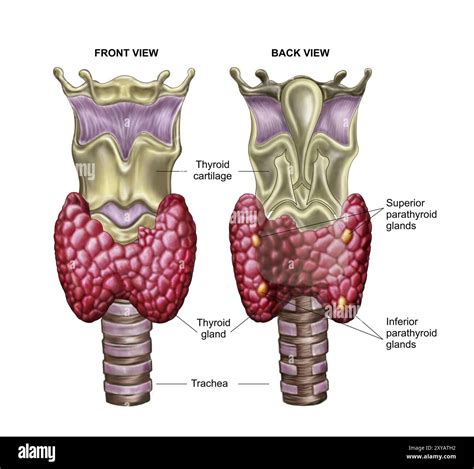 Schema anatomico della ghiandola tiroidea