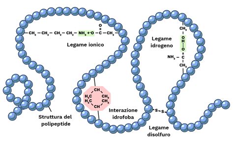 Schema che illustra l'interazione tra Lisina e Arginina nel contrastare il virus dell'Herpes