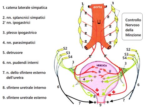 Mappa anatomica della regione pelvica femminile