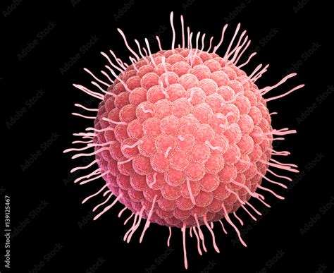 Rappresentazione microscopica del virus Varicella-Zoster