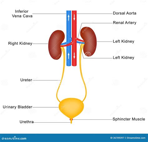 Anatomia del sistema urinario femminile