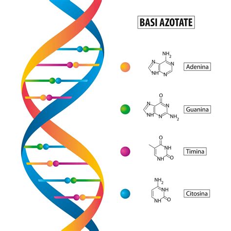 Schema molecolare del DNA con evidenziate le basi azotate e lo scheletro zucchero-fosfato