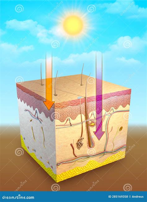 Diagramma degli strati della pelle e dell'azione dei raggi UV