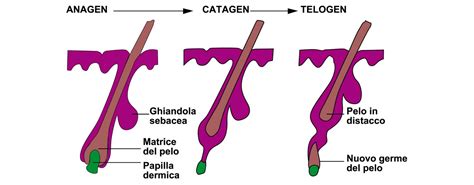 Illustrazione del ciclo di vita del follicolo pilifero (Anagen, Catagen, Telogen)