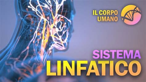 Schema che illustra il sistema linfatico e la potenziale insorgenza di linfedema