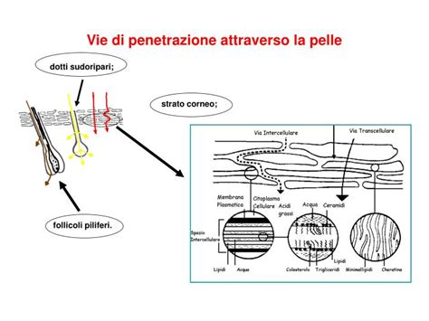 Diagramma che illustra la penetrazione dei batteri nella pelle attraverso diverse vie