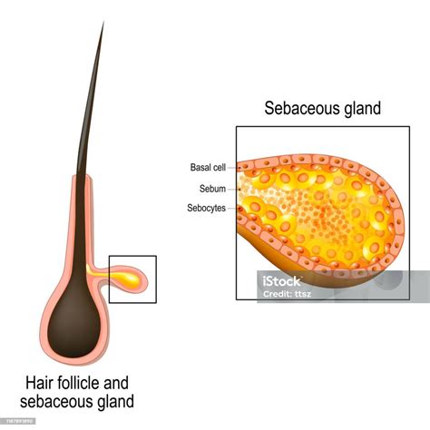 Diagramma del follicolo pilifero e della ghiandola sebacea
