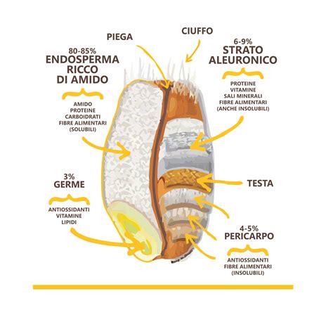 Chicco di grano con germe evidenziato