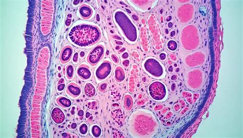 Microscopio che esamina una sezione di tessuto corneale con evidenza di cicatrizzazione