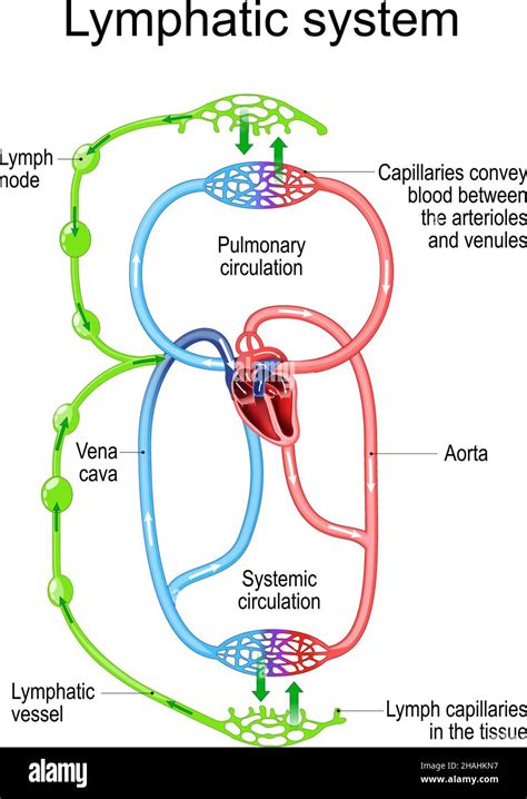 Schema del sistema linfatico e circolatorio delle gambe
