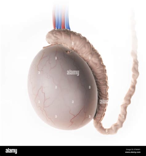 Immagine stilizzata di un testicolo ancorato chirurgicamente