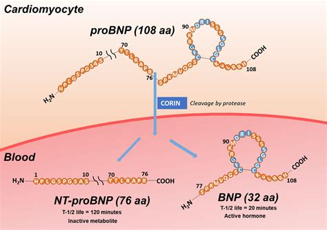 Diagramma che illustra i livelli di NT-proBNP in diverse condizioni cardiache