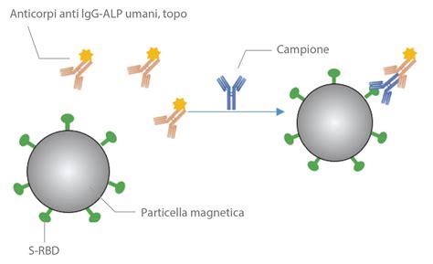 Schema che illustra il meccanismo della malattia di Graves e il ruolo degli anticorpi anti-TSHR