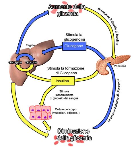 Diagramma che illustra i collegamenti tra alimentazione, ormoni, sebo e infiammazione nella pelle