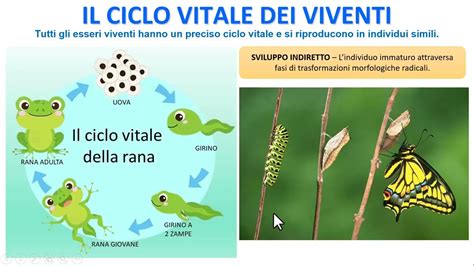 Schema del ciclo vitale dell'Enterobius vermicularis