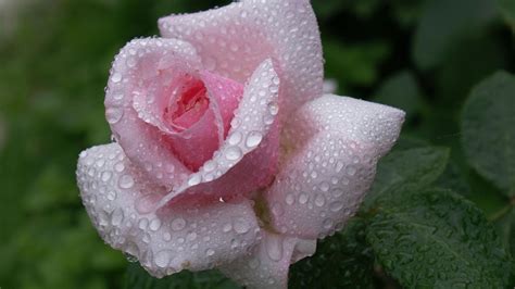 Fiori di rosa con gocce di rugiada