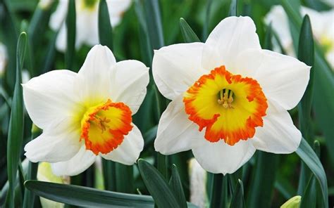 fiori di narciso e mughetto