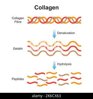 Illustrazione scientifica della struttura del collagene