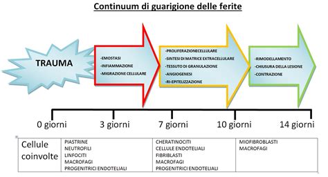 Diagramma del processo di guarigione delle ferite e della produzione di collagene