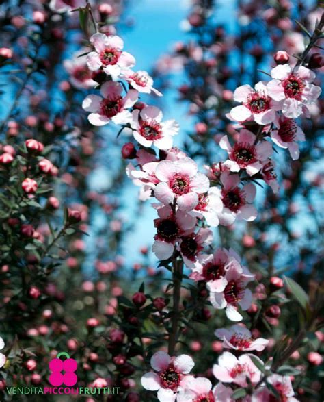Arbusto di Manuka in fiore