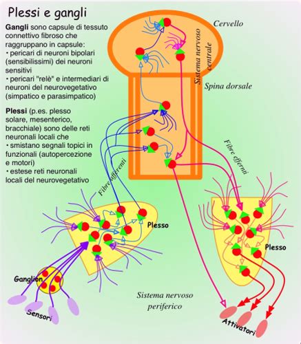 Diagramma che illustra la latenza del VZV nei gangli nervosi e la sua riattivazione