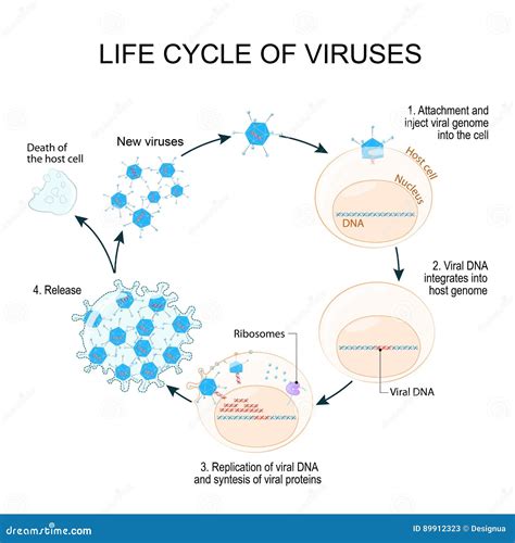 Illustrazione del ciclo vitale del virus della varicella