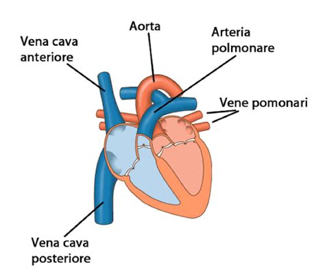 Diagramma del cuore con enfasi sugli atri e le vene polmonari