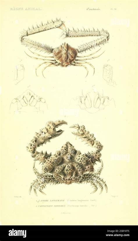 Illustrazione di un cheloide che assomiglia a un artiglio di granchio