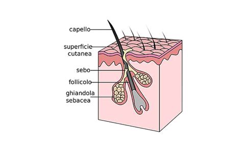 Schema di un follicolo pilifero umano