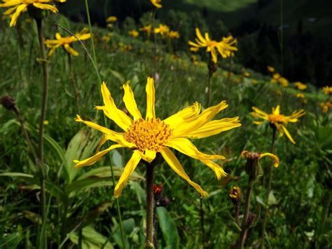 Arnica Montana in fiore