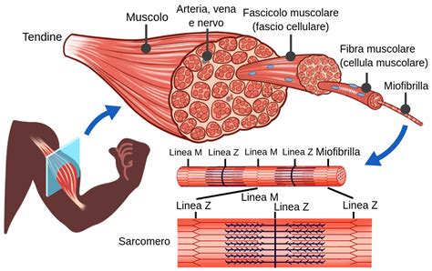 Diagramma anatomico di un muscolo